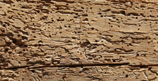 Cost of Woodworm Treatment in Derbyshire