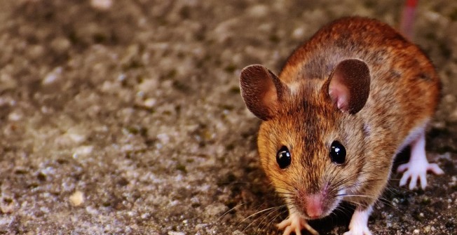 Mice Control in Hannaford